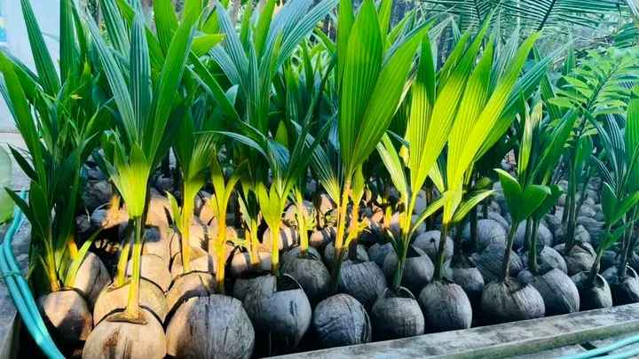 Ciri Ciri Bibit Kelapa Kopyor Asli